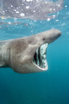 Feeding Basking Shark Picture