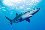 Blue Shark Picture