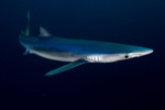 Blue Shark picture