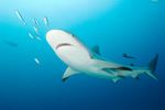 Caribbean Reef Shark Picture