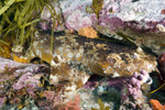 Cobbler Wobbegong Picture