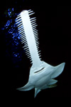 Green Sawfish Picture