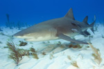 Lemon Shark on sand Picture