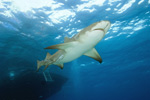 Lemon Shark Picture