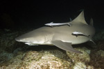 Lemon Shark Image