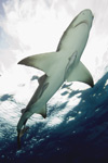 Lemon Shark at Surface Picture