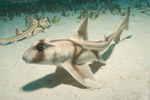 Port Jackson Shark Picture
