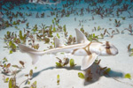 Port Jackson Shark Image