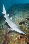 Sandtiger Shark Picture