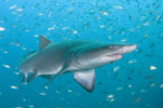 Sandtiger Shark Picture
