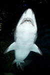 Sandtiger Shark Image