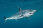Short fin mako picture