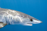 Mako Shark image