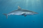 Silky Shark Picture