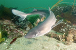 Mud Shark Picture