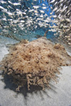 Tasseled Wobbegong Mouth Picture