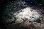 Tassled Wobbegong Picture