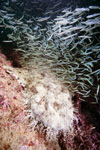 Tasseled Wobegong with bait fish picture