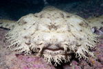 Tasseled Wobbegong Head Picture
