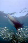 Whale Shark Image