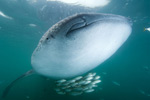 Whale Shark Picture