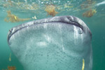 Whale Shark Picture