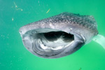 Whale Shark Gill Rakers Picture