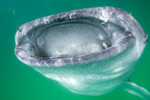 Whale Shark Mouth Picture