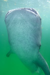 Feeding Whale Shark Picture
