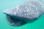 Whale Shark Teeth Picture