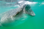 Whale Shark Feeding Picture