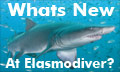 Whats new at elasmodiver picture