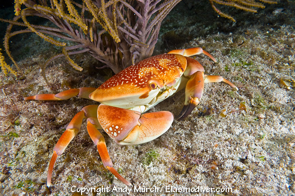 coral crab