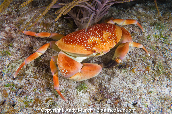 coral crab