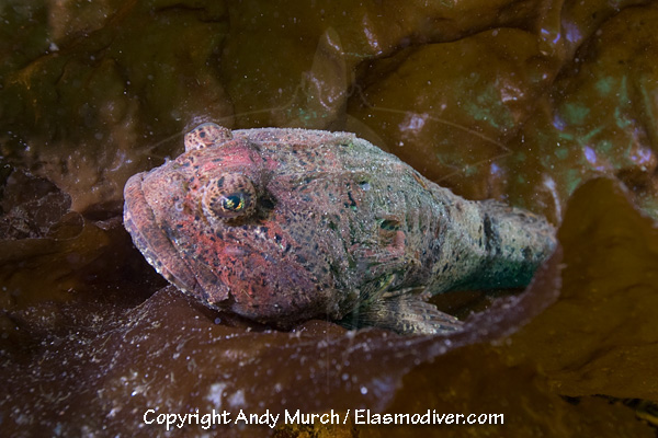 Buffalo_Sculpin_011.jpg