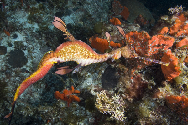 Pictures Of Leafy and Weedy Sea Dragon - Free Leafy and Weedy Sea Dragon pictures 