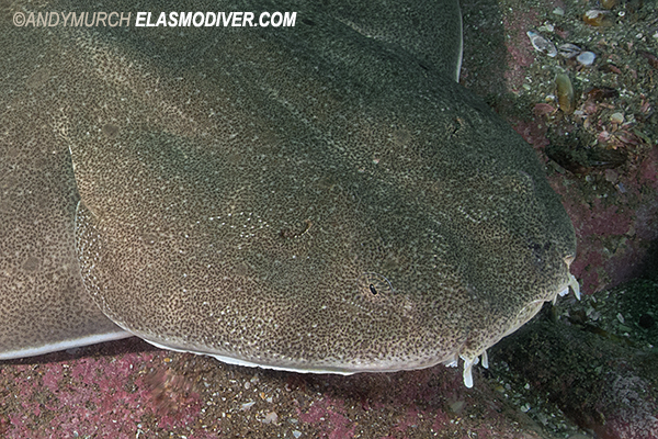 Angular angelshark head and mouth detail