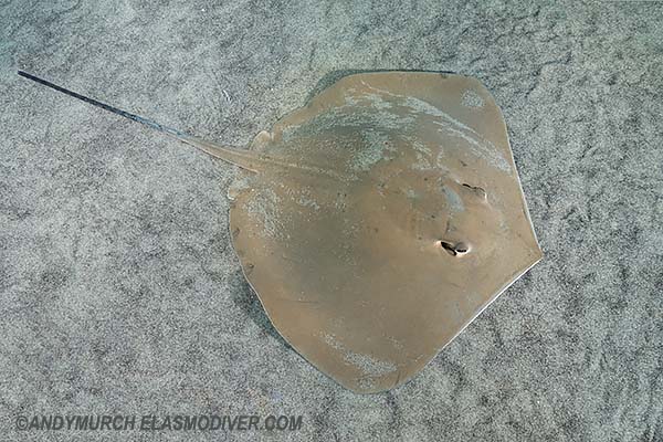 Arabian Banded Whipray - Maculabatis randalli.