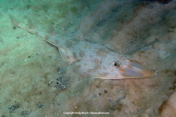 Atlantic Guitarfish