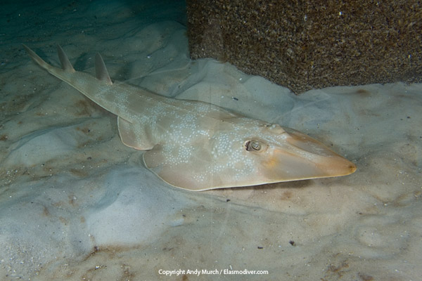 Atlantic Guitarfish