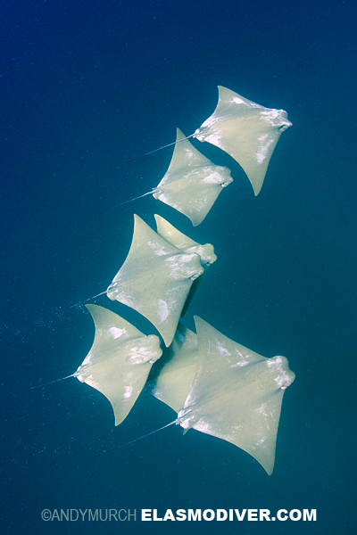 atlantic cownose ray