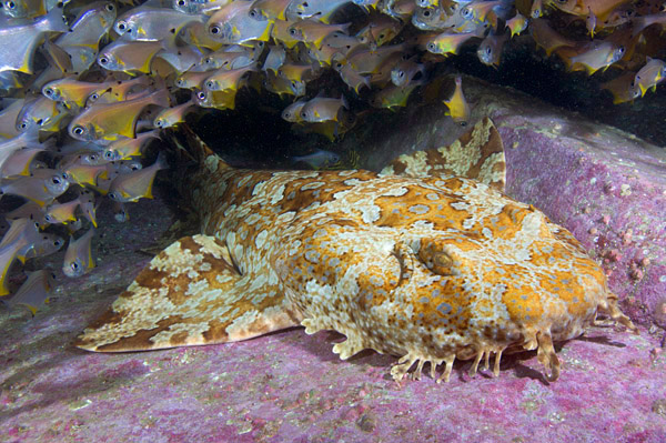 Banded wobbegong