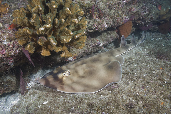 Banded Guitarfish picture