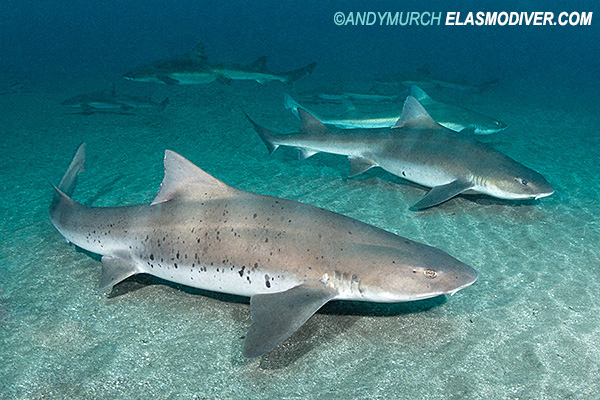 Banded houndsharks