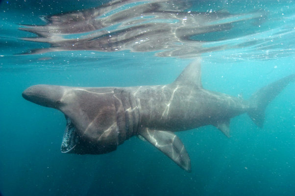 Basking%20shark%2002.jpg