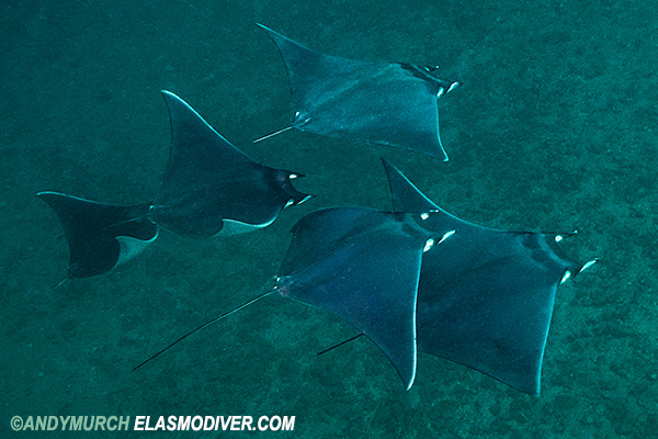 Bentfin devil rays