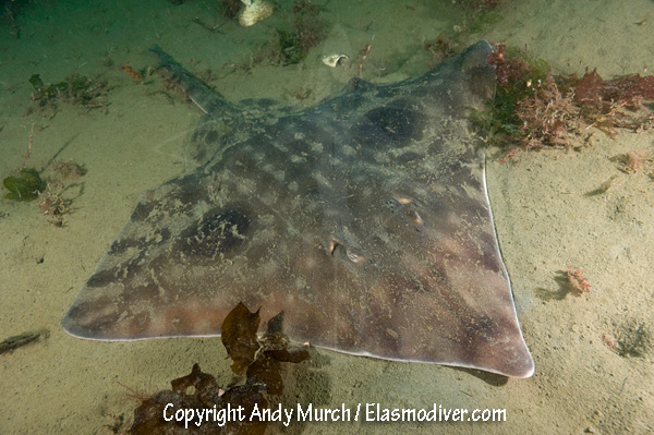 big skate in the mud