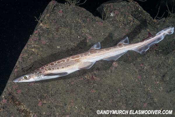 Blackmouth Catshark