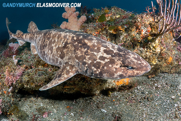 Blotchy Swell Shark