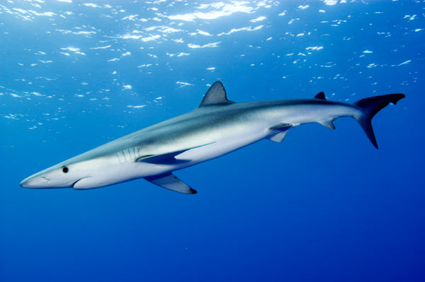 Blue-shark-028.jpg